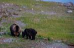 Ursa Grizzly e seu filho se alimentam ao lado de rio na região de Many Glacier, no Glacier Nacional Park, em Montana, nos Estados Unidos